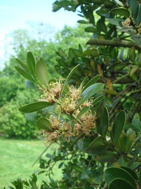 Buxus balearica fleur P16